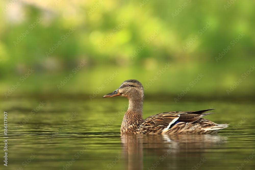 Anas platyrhynchos. The wild nature of the Czech Republic. Spring in nature. Bird on water. Anas platyrhynchos. The wild nature of the Czech Republic. Spring in nature. Bird on water.