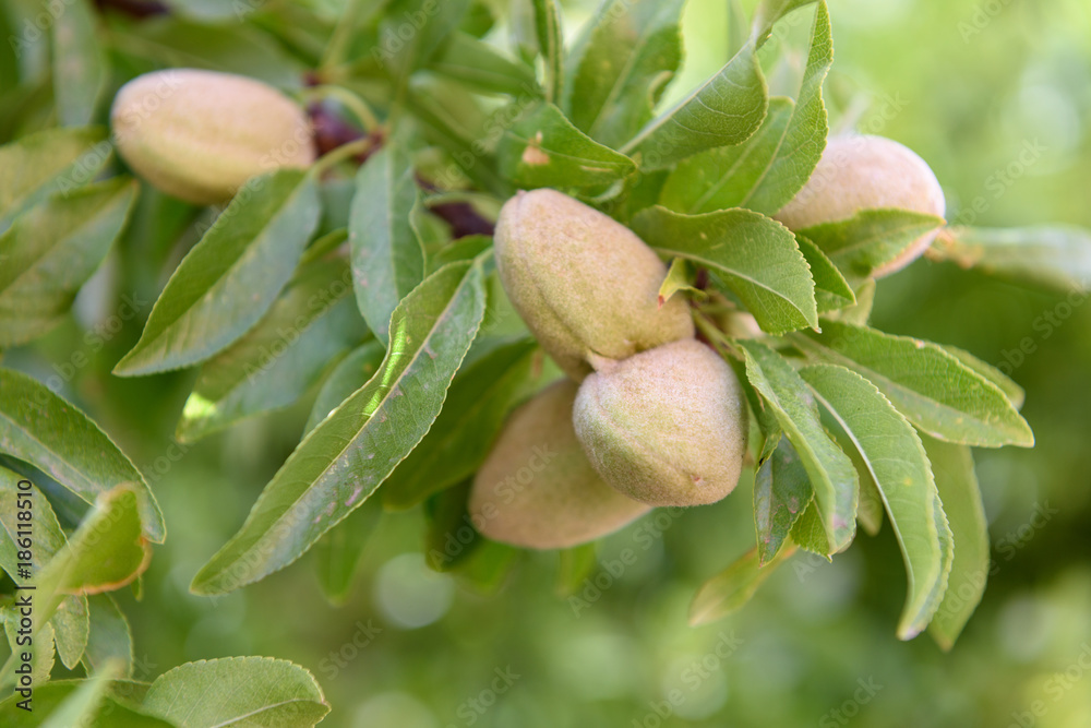 Almond fruits on a branch