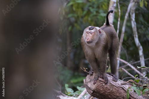 Macaco snobbery Khao Yai  photo