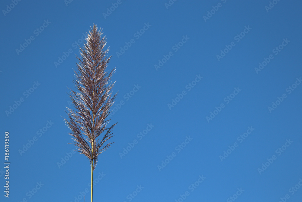The reed flower grass gold color in the field with wind and blue sky nature background in winter season beautiful The reed flower grass gold color in the field with wind and blue sky nature background in winter season beautiful