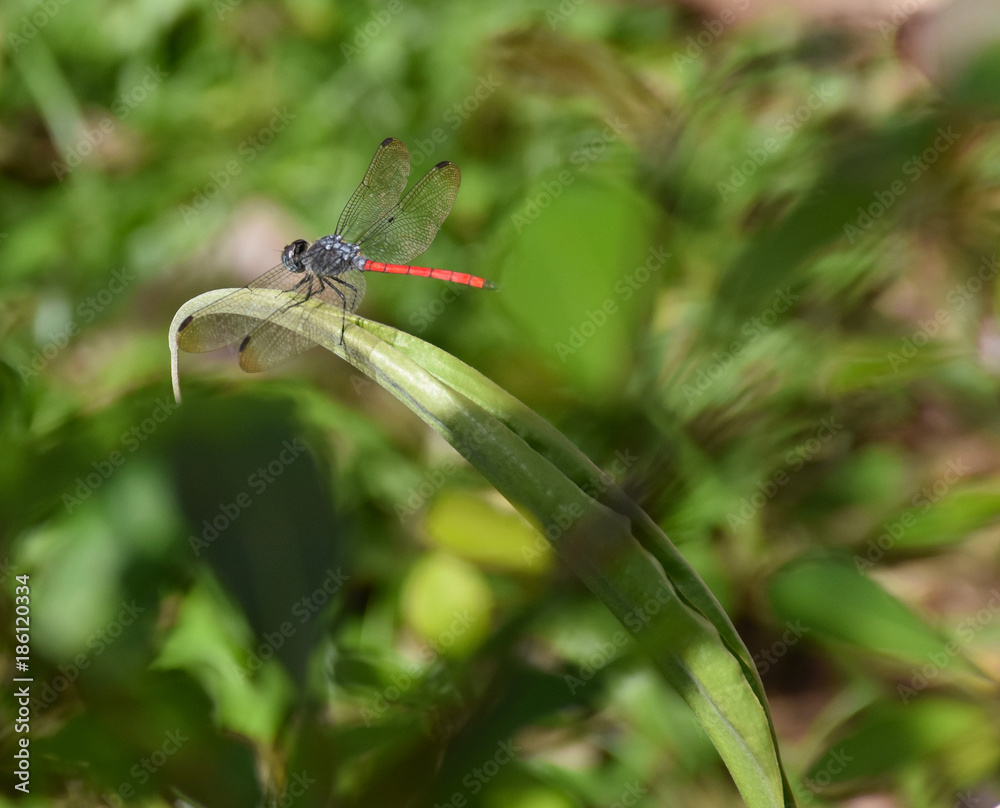 dragonfly in the garden