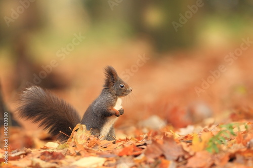 The squirrel was photographed in the Czech Republic. Squirrel is a medium-sized rodent. Inhabiting a wide territory ranging from Western Europe to Eastern Asia.Animal in the wild. Beautiful picture of