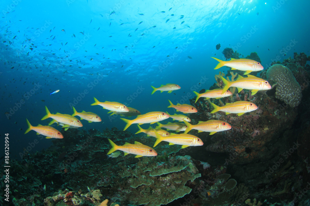 Fototapeta premium Underwater coral reef and fish in ocean