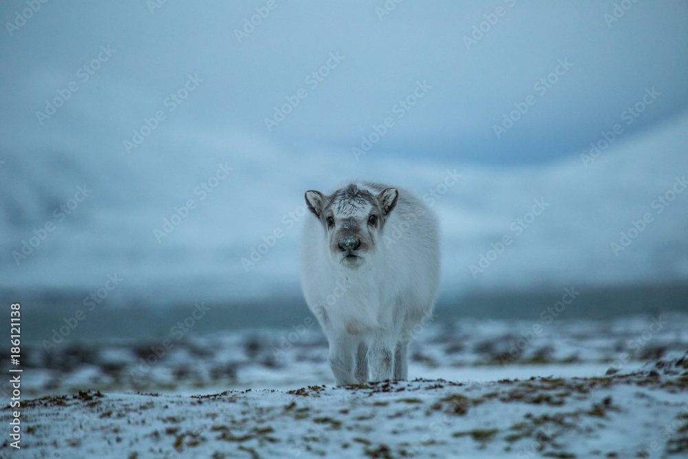 Fototapeta premium Młody renifer