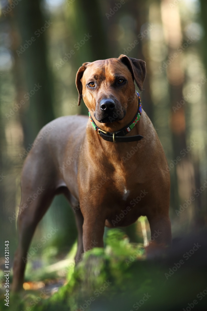 Big dog in the woods. Big dog at tree in forest. Dog in nature.