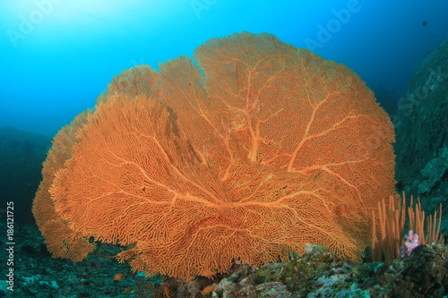 Fototapeta Naklejka Na Ścianę i Meble -  Underwater fish on coral reef
