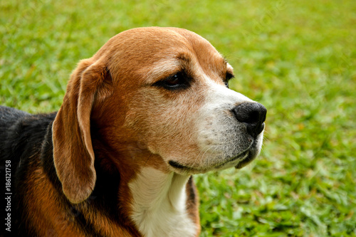 Chilling Beagle