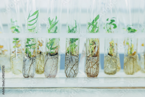 Microplants of cloned willows (Salix) in test tubes with nutrient medium. Micropropagation technology in vitro