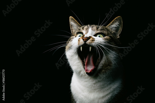 Yawning cat against black background