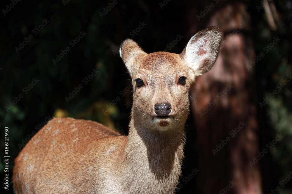 Obraz premium Deer standing at the park in Nara, Japan. The park is home to hundreds of freely roaming deer.