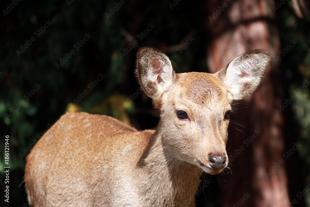 Fototapeta premium Deer standing at the park in Nara, Japan. The park is home to hundreds of freely roaming deer.