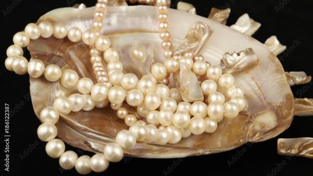 Beads of pearls lying in a seashell Beads of pearls lying in a seashell