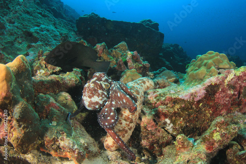 Octopus hunting for fish under sea cucumber
