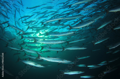 Barracuda fish school underwater