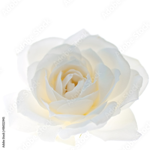 Fotografia White rose flower isolated on the white background