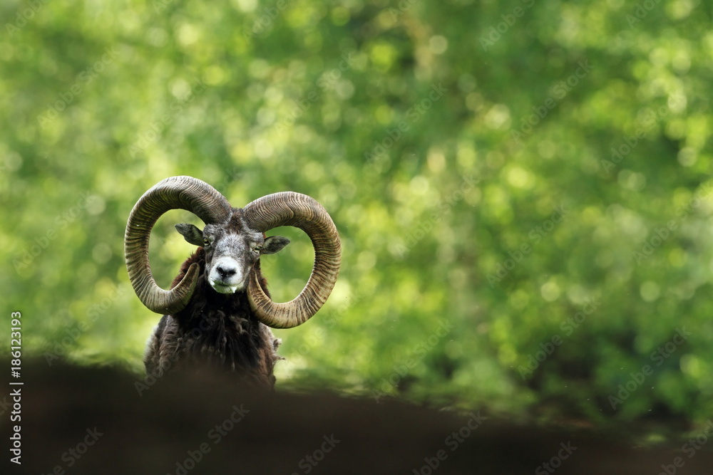 Ovis musimon. Beautiful nature. Wild nature of Czech. Autumn, winter and spring colors. A majestic animal. In the forest. Detail in nature. Muflon is the only representative of the genus of wild sheep Ovis musimon. Beautiful nature. Wild nature of Czech. Autumn, winter and spring colors. A majestic animal. In the forest. Detail in nature. Muflon is the only representative of the genus of wild sheep