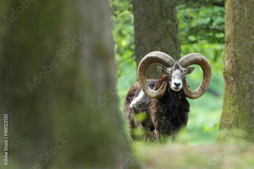 Ovis musimon. Beautiful nature. Wild nature of Czech. Autumn, winter and spring colors. A majestic animal. In the forest. Detail in nature. Muflon is the only representative of the genus of wild sheep