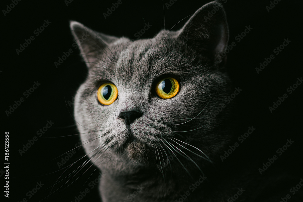 Portrait of a british shorthair cat Portrait of a british shorthair cat