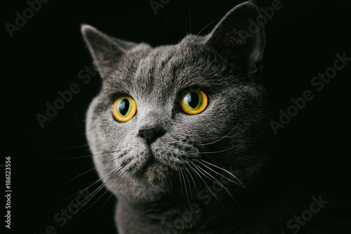 Portrait of a british shorthair cat