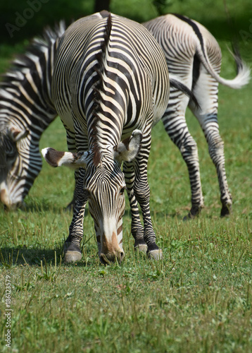 Cute safari Zebras eating in a field