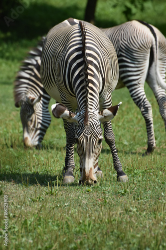 Beautiful zebras grazing in a field of grass