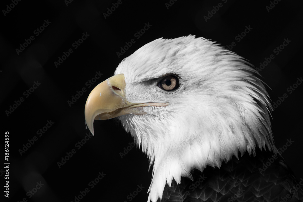 Fototapeta premium Portrait of a Bald Eagle
