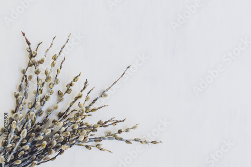Branches of pussy willow on a light background