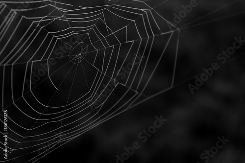 Black and White Macro Photography of a Natural Spider Web in Detail.