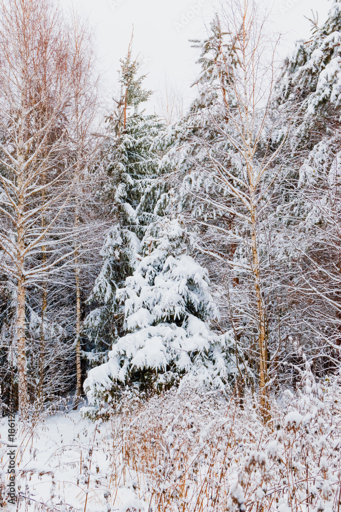 Winter forest with snow Winter forest with snow