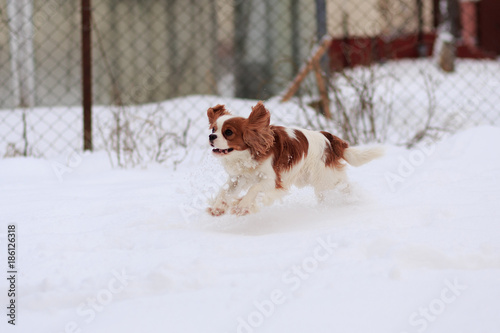 The dog a King Charles Spaniel runs on white snow in the winter.