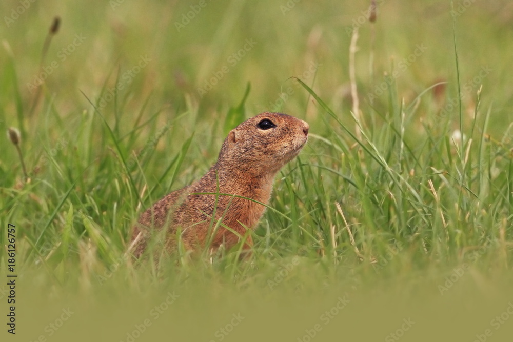 Spermophilus citellus. Wild nature of Czech. The animal on the meadow. In the grass. Beautiful nature. Free nature. The wilderness of Europe. Spermophilus citellus. Wild nature of Czech. The animal on the meadow. In the grass. Beautiful nature. Free nature. The wilderness of Europe.