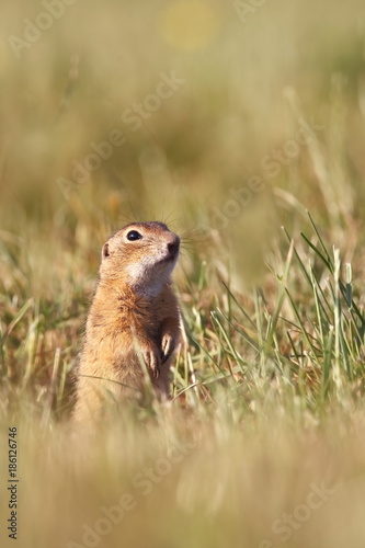 Spermophilus citellus. Wild nature of Czech. The animal on the meadow. In the grass. Beautiful nature. Free nature. The wilderness of Europe. © Michal