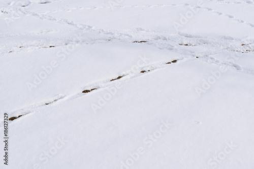雪の足跡 © Josiah.S