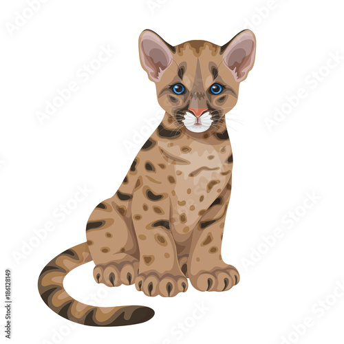 Cougar Cub Isolated