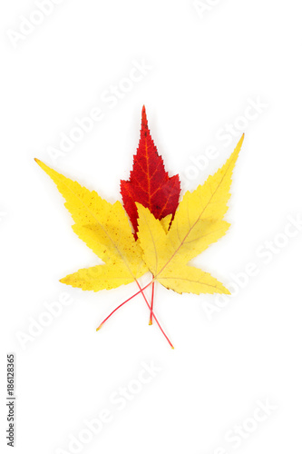 Maple bright leaves