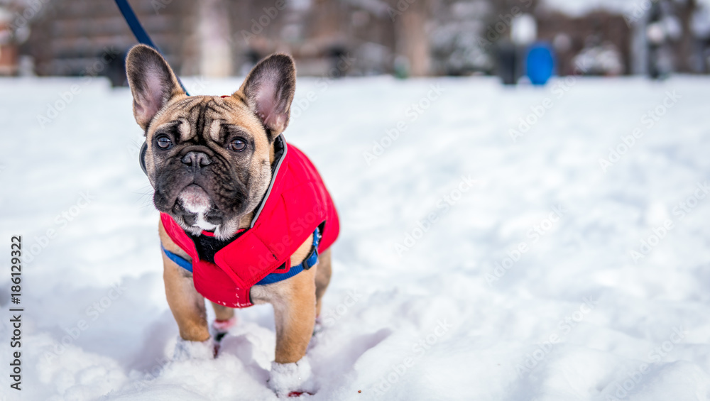 French bulldog in snow wearing red jacket French bulldog in snow wearing red jacket