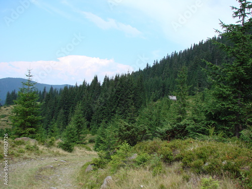 landscape of the mountain forests of the Ukrainian Carpathians.