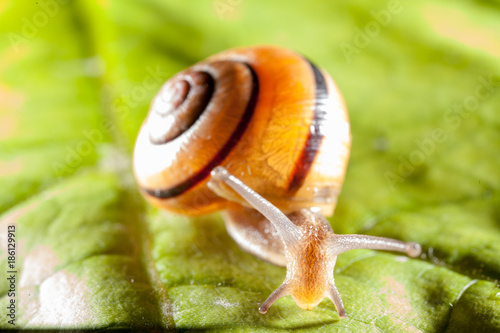 Garden snail on a green leaf natural green background macro