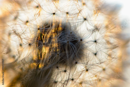 Fototapeta Naklejka Na Ścianę i Meble -  dandelion flower in the sun