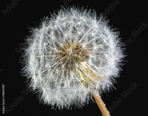 Dandelion fluffy black background