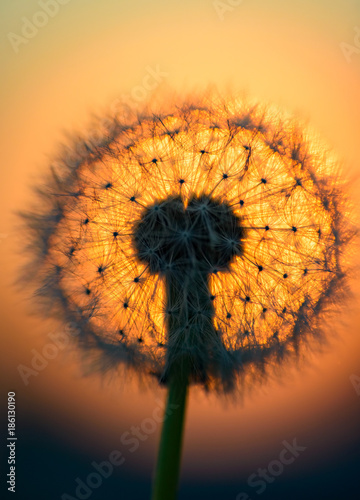 Fototapeta Naklejka Na Ścianę i Meble -  dandelion flower in the sun