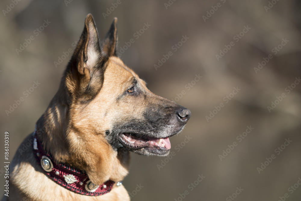 Ein freundlicher Deutscher Schäferhund erfreut sich der Sonnenstahlen in der Natur