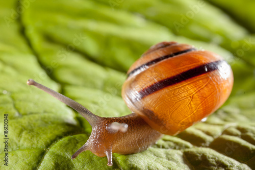 Garden snail on a green leaf natural green background macro