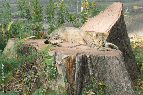 Mackerel tabby feral cat resting on stump photo