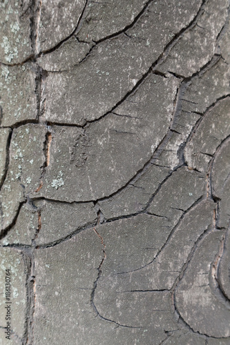 Close view of bark of horse chestnut photo