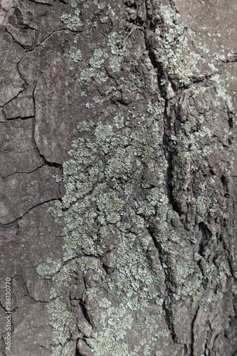 Blue grey lichen on bark of horse chestnut photo