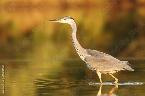 Ardea cinerea. The wild nature of the Czech Republic. Spring Glances. Beautiful nature of Europe. Big bird in water. Green color in the photo. Nice shot.