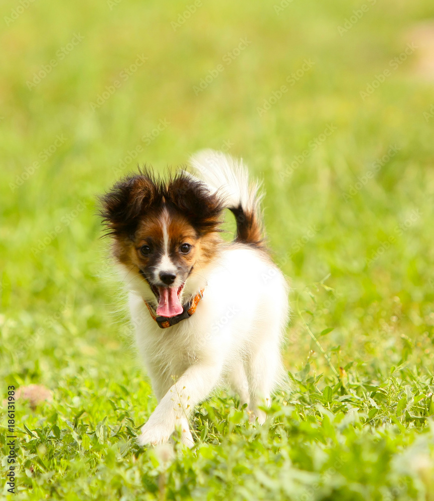 The active Papillon runs along the grass on a sunny day. A white puppy with a red head moves along the green lawn. A small dog is jumping in the street in the park. Vertical image. The active Papillon runs along the grass on a sunny day. A white puppy with a red head moves along the green lawn. A small dog is jumping in the street in the park. Vertical image.