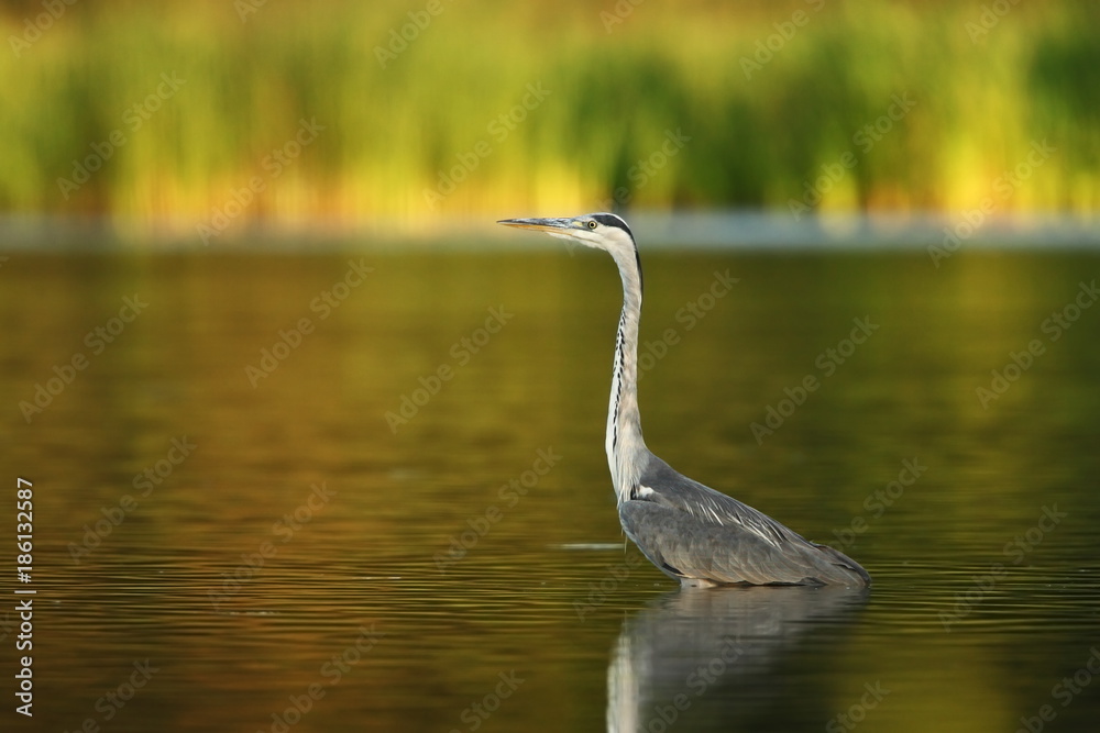 Ardea cinerea. The wild nature of the Czech Republic. Spring Glances. Beautiful nature of Europe. Big bird in water. Green color in the photo. Nice shot. Ardea cinerea. The wild nature of the Czech Republic. Spring Glances. Beautiful nature of Europe. Big bird in water. Green color in the photo. Nice shot.