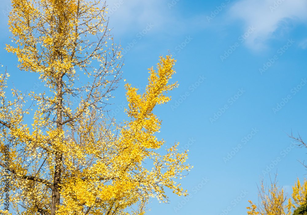 Orange and yellow leaves tree, ginkgo and maple tree, in autumn season under cloudy blue sky Orange and yellow leaves tree, ginkgo and maple tree, in autumn season under cloudy blue sky